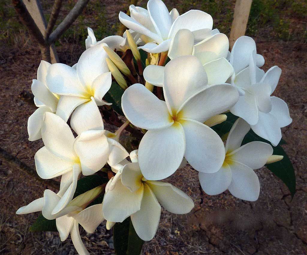 Plumeria Pomelia Ken's White In Vaso 18cm - Consegna in 24h