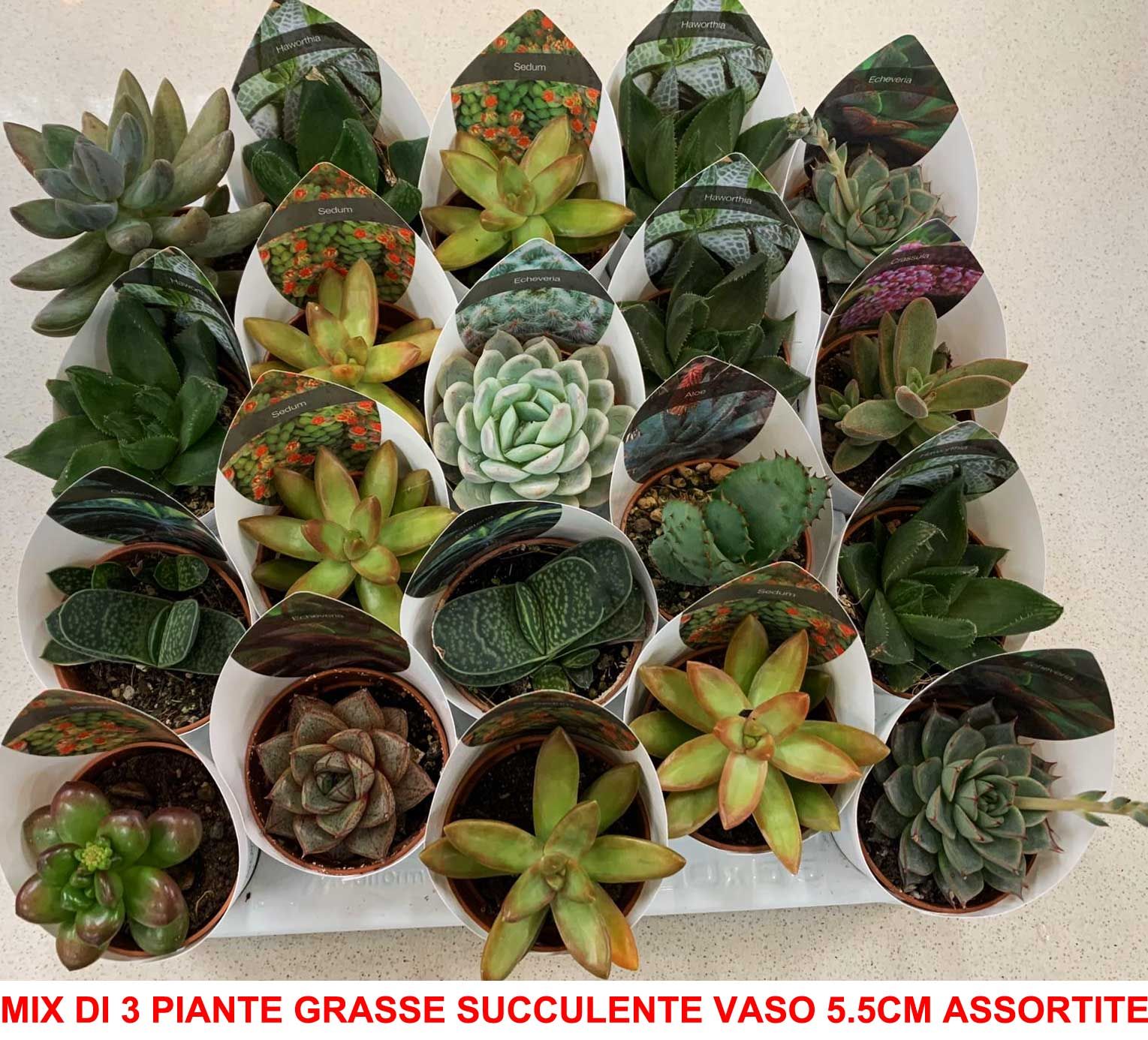 Mix Di 3 Piante Grasse Succulente Vaso 5.5cm Composizioni