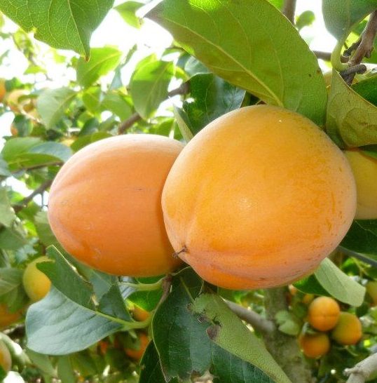 Orange - Lubrifiant comestible à saveur fruité en Silicone, huile