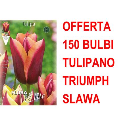 OFFERTA 150 BULBI TULIPANO TRIUMPH SLAWA