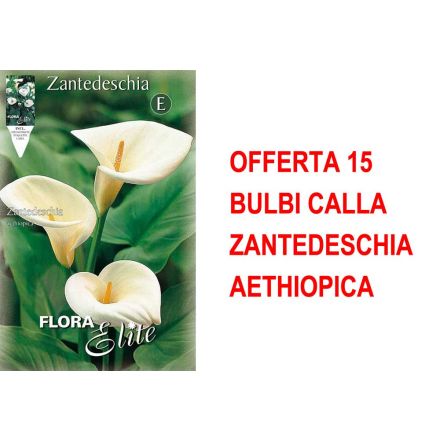 OFFERTA 15 BULBI CALLA ZANTEDESCHIA AETHIOPICA