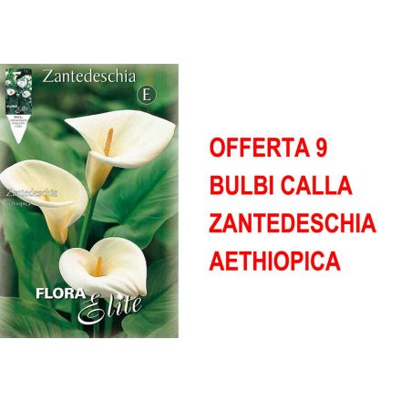 OFFERTA 9 BULBI CALLA ZANTEDESCHIA AETHIOPICA