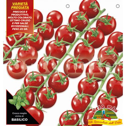 3 Topfpflanzen Ã ~ 10 cm von paki Cherry Tomate