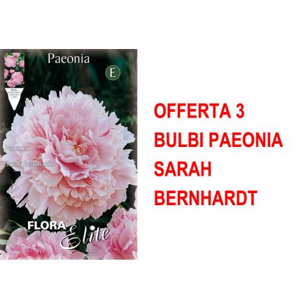 OFFRE 3 BULBES PAEONIA SARAH BERNHARDT