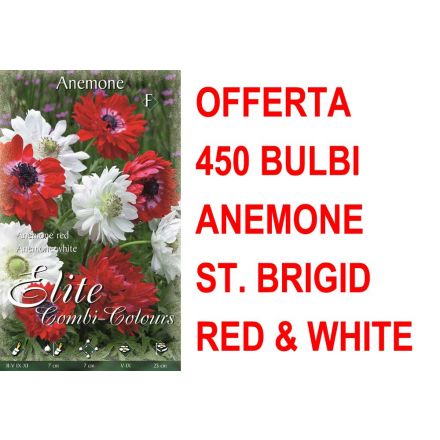 OFFERTA 450 BULBI ANEMONE CORONARIA ST. BRIGID WHITE RED