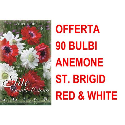 OFFERTA 90 BULBI ANEMONE CORONARIA ST. BRIGID WHITE RED