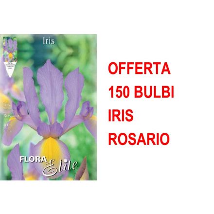 OFFERTA 150 BULBI IRIS HOLLANDICA ROSARIO