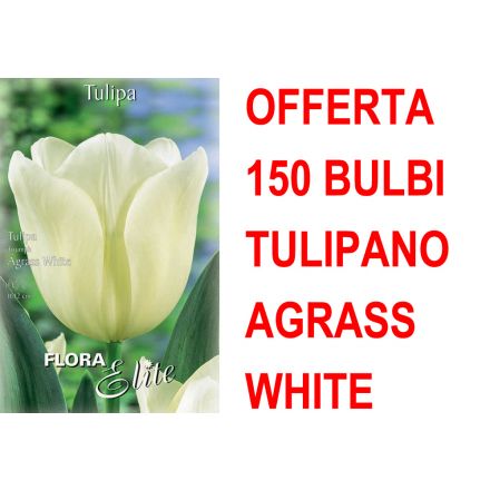 OFFERTA 150 BULBI TULIPANO TRIUMPH AGRASS WHITE