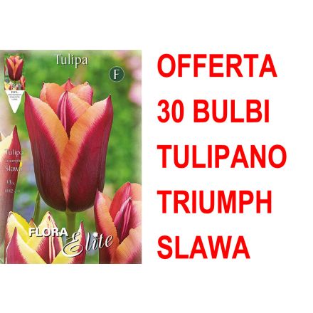 OFFERTA 30 BULBI TULIPANO TRIUMPH SLAWA