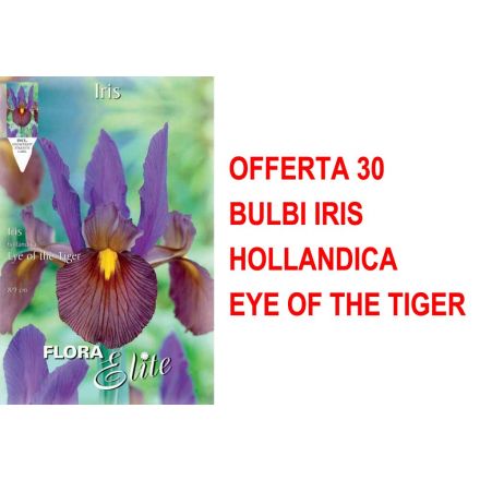 OFFERTA 30 BULBI IRIS HOLLANDICA EYE OF THE TIGER
