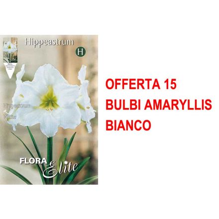 OFFERTA 7 BULBI AMARYLLIS BIANCO