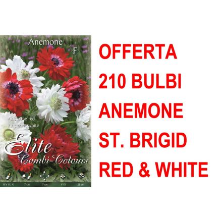 OFFERTA 210 BULBI ANEMONE CORONARIA ST. BRIGID WHITE RED