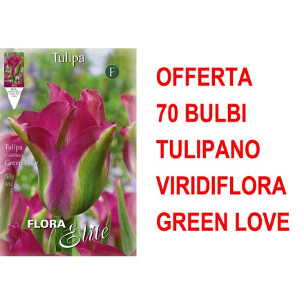 OFFERTA 70 BULBI TULIPANO VIRIDIFLORA GREEN LOVE
