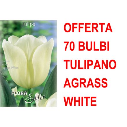 OFFERTA 70 BULBI TULIPANO TRIUMPH AGRASS WHITE