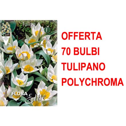 OFFERTA 70 BULBI TULIPANO POLYCHROMA
