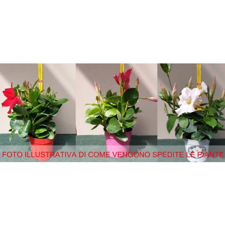 3 Pflanzen von Diplenia in Mischung aus sortierten Farben 10 cm Vase