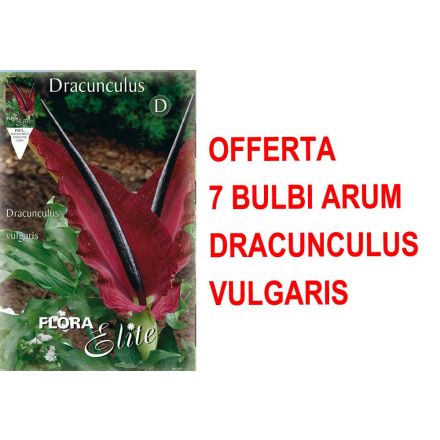 OFFERTA 7 BULBI DI ARUM DRACUNCULUS VULGARIS 