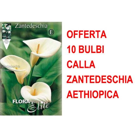 OFFERTA 10 BULBI CALLA ZANTEDESCHIA AETHIOPICA