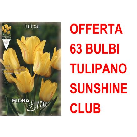OFFERTA 63 BULBI TULIPANO MULTIFIORI SUNSHINE CLUB