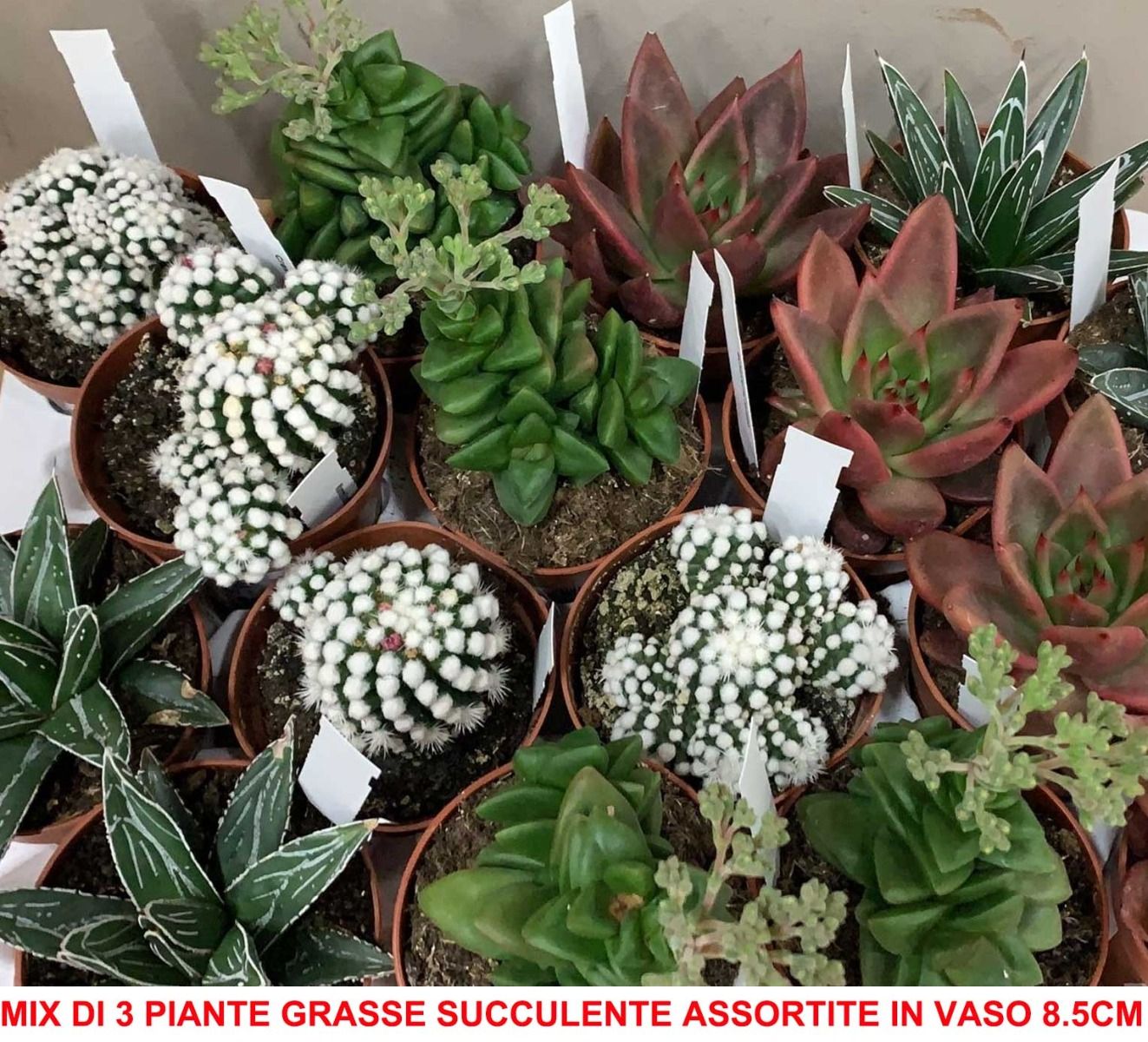 Mix Di 3 Piante Grasse Succulente Vaso 8.5cm Composizioni