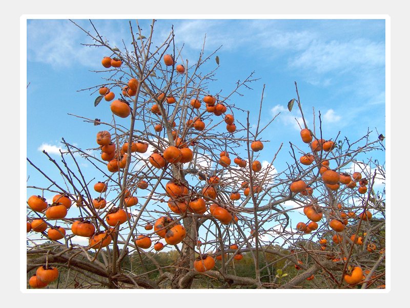 1 PIANTA DI KAKI CACHI VANIGLIA ALBERO DA FRUTTO MATURA A ...
